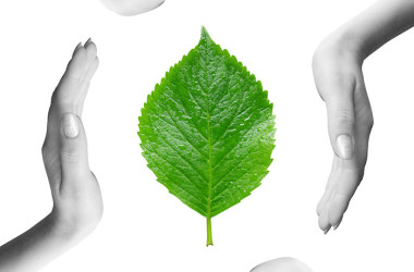 Green Leaf