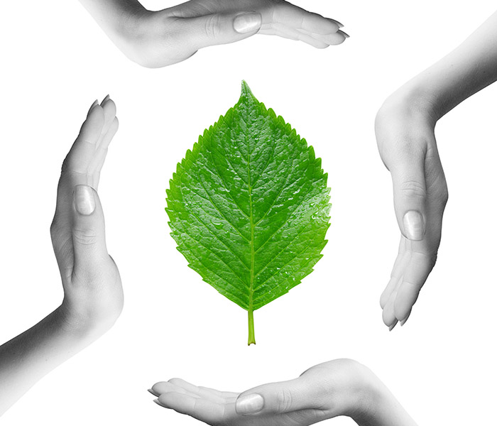 Green Leaf
