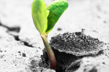 Let it grow