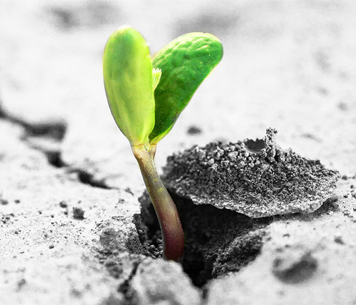 Let it grow